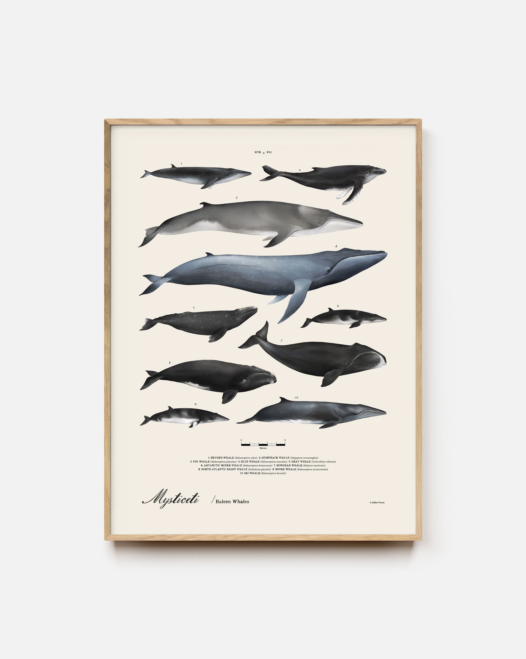 Baleen Whales Art Print