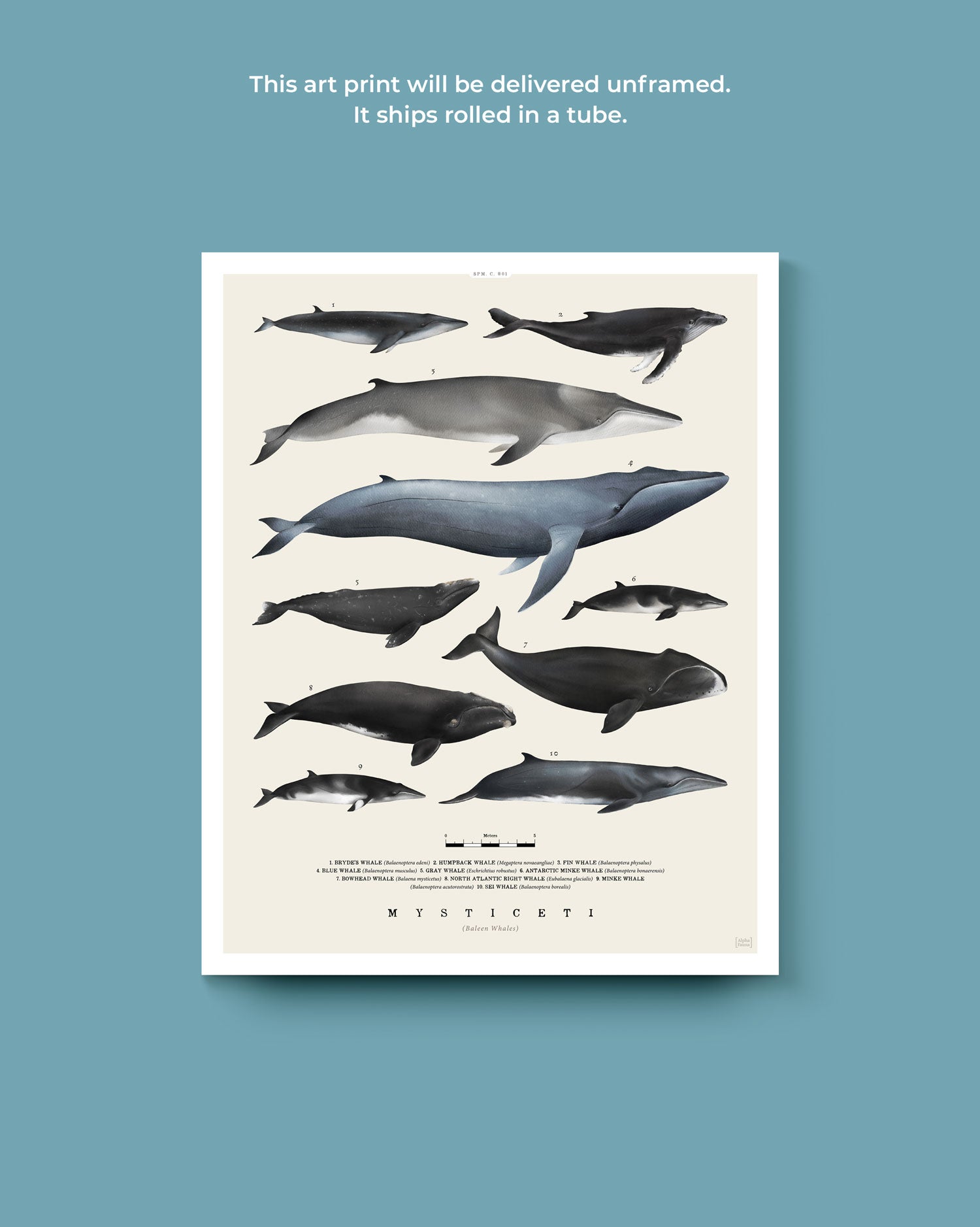 Baleen Whales Art Print