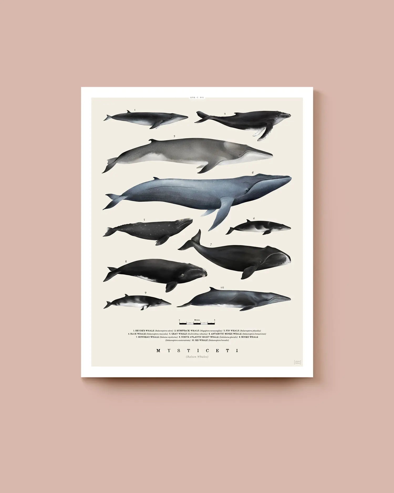 Poster of whale illustrations on a beige background. * Unframed print