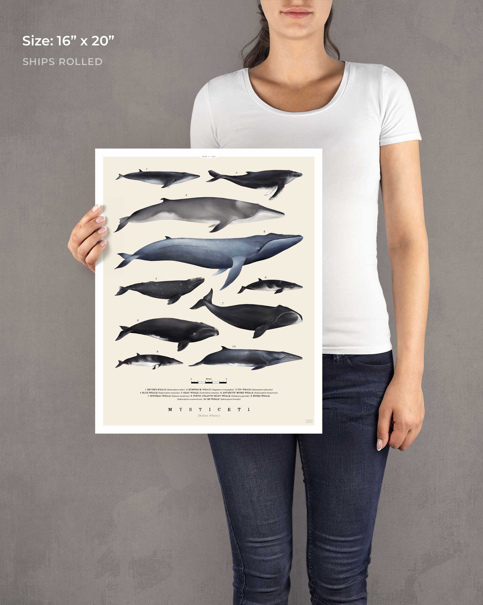 Baleen Whales Art Print