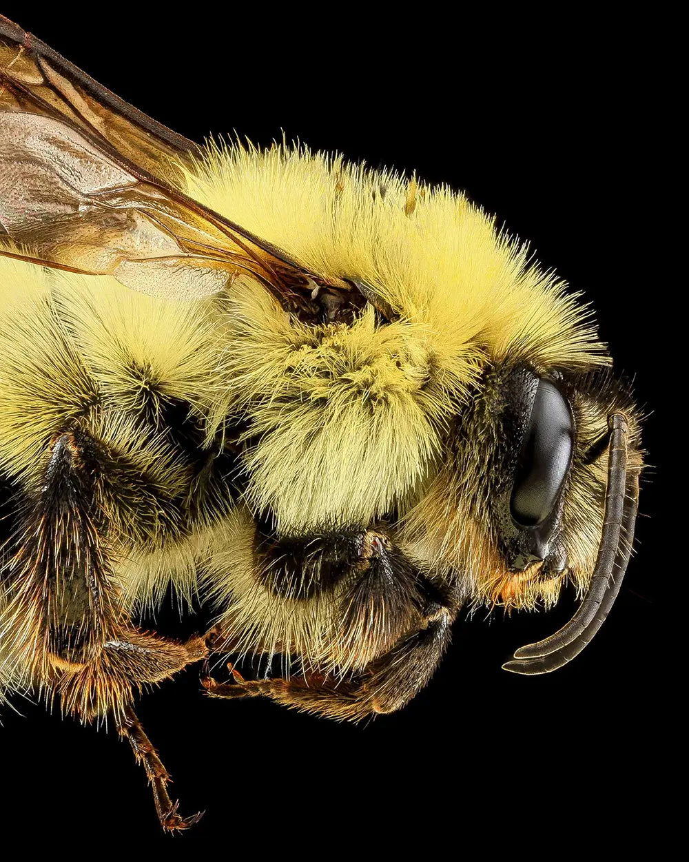 Two-Spotted Bumble Bee Art Print