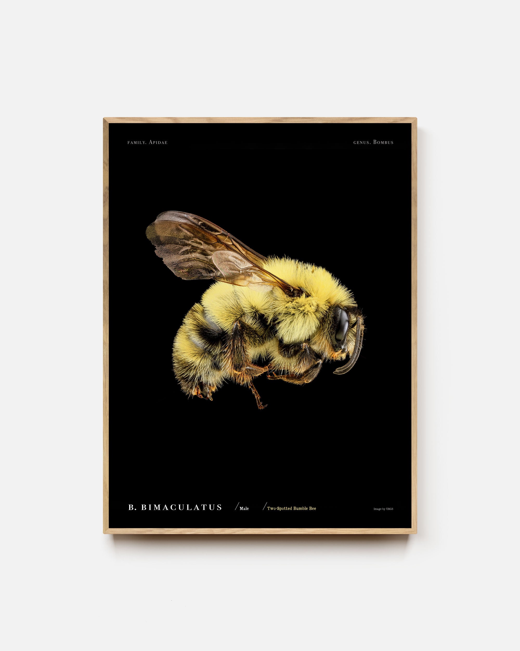 Two-Spotted Bumble Bee Art Print