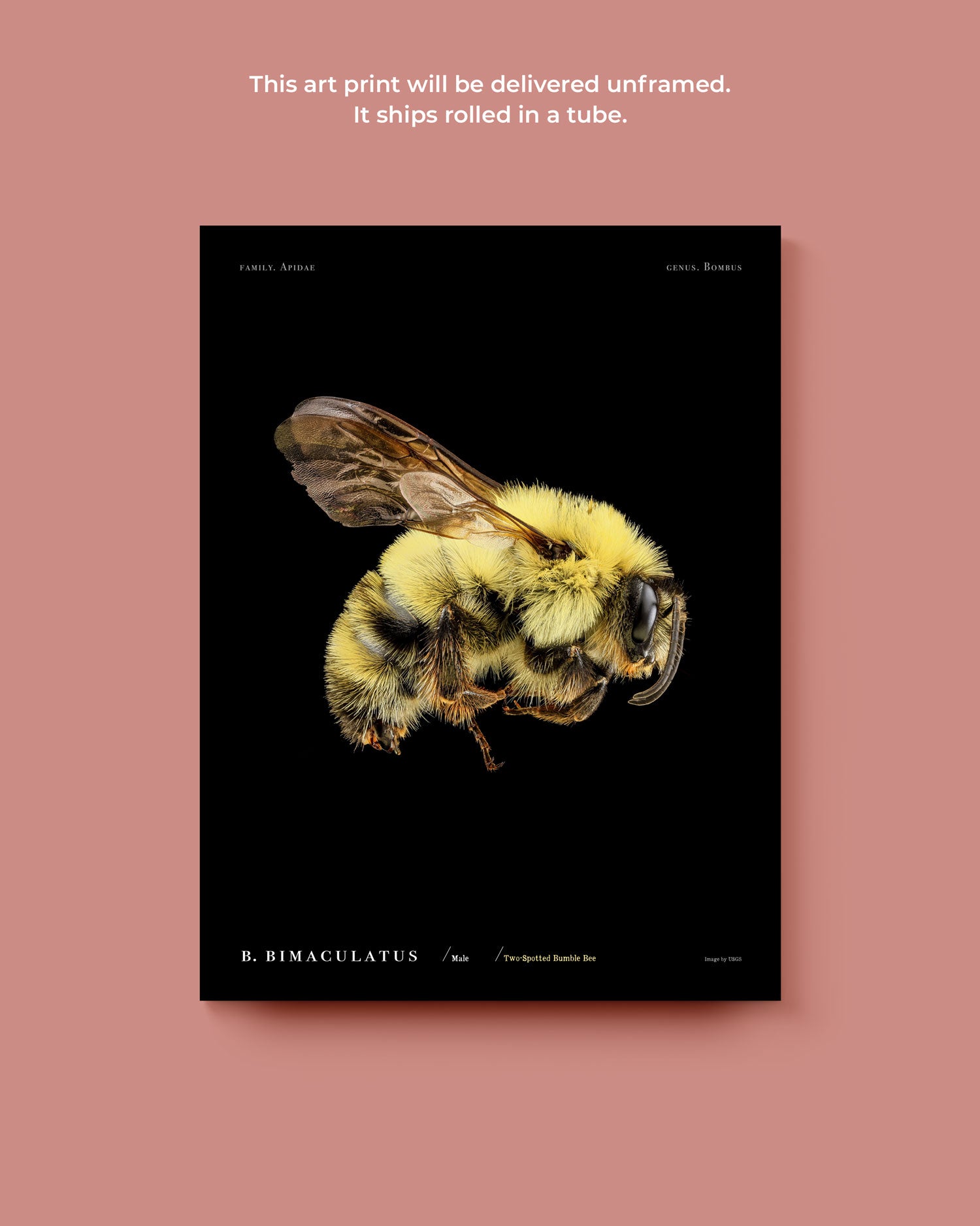 Two-Spotted Bumble Bee Art Print