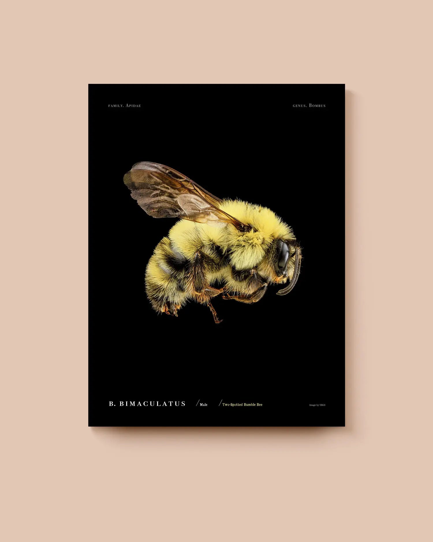 Poster of a bumblebee on a black background. * Unframed print