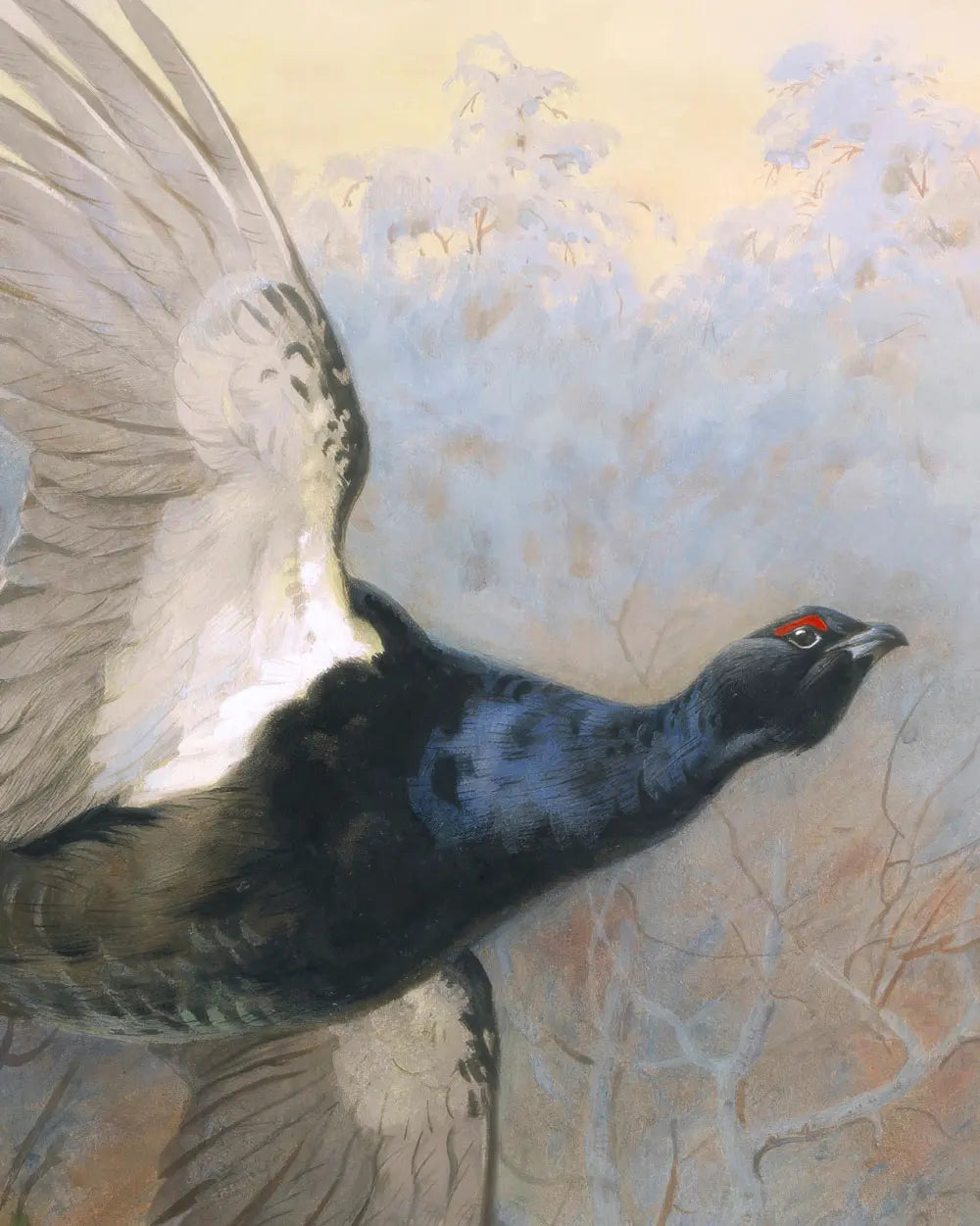 Black Grouse in Flight – Master Exhibit Edition