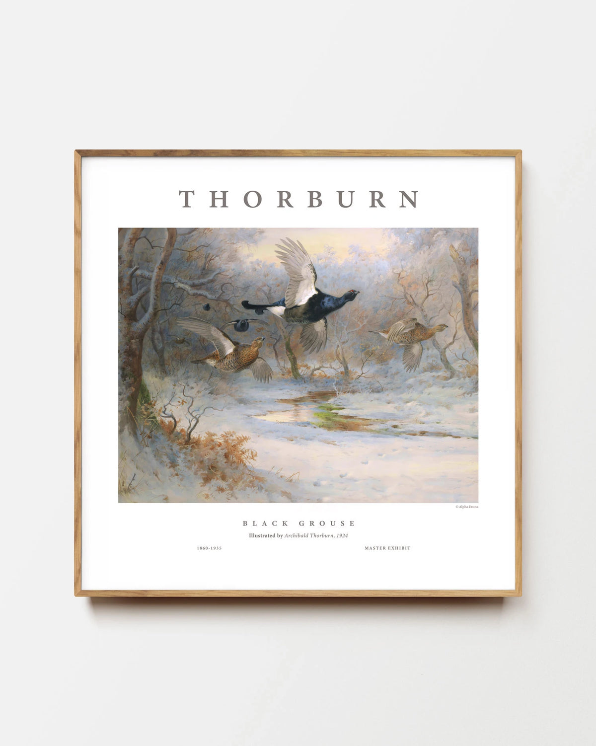 Black Grouse in Flight – Master Exhibit Edition