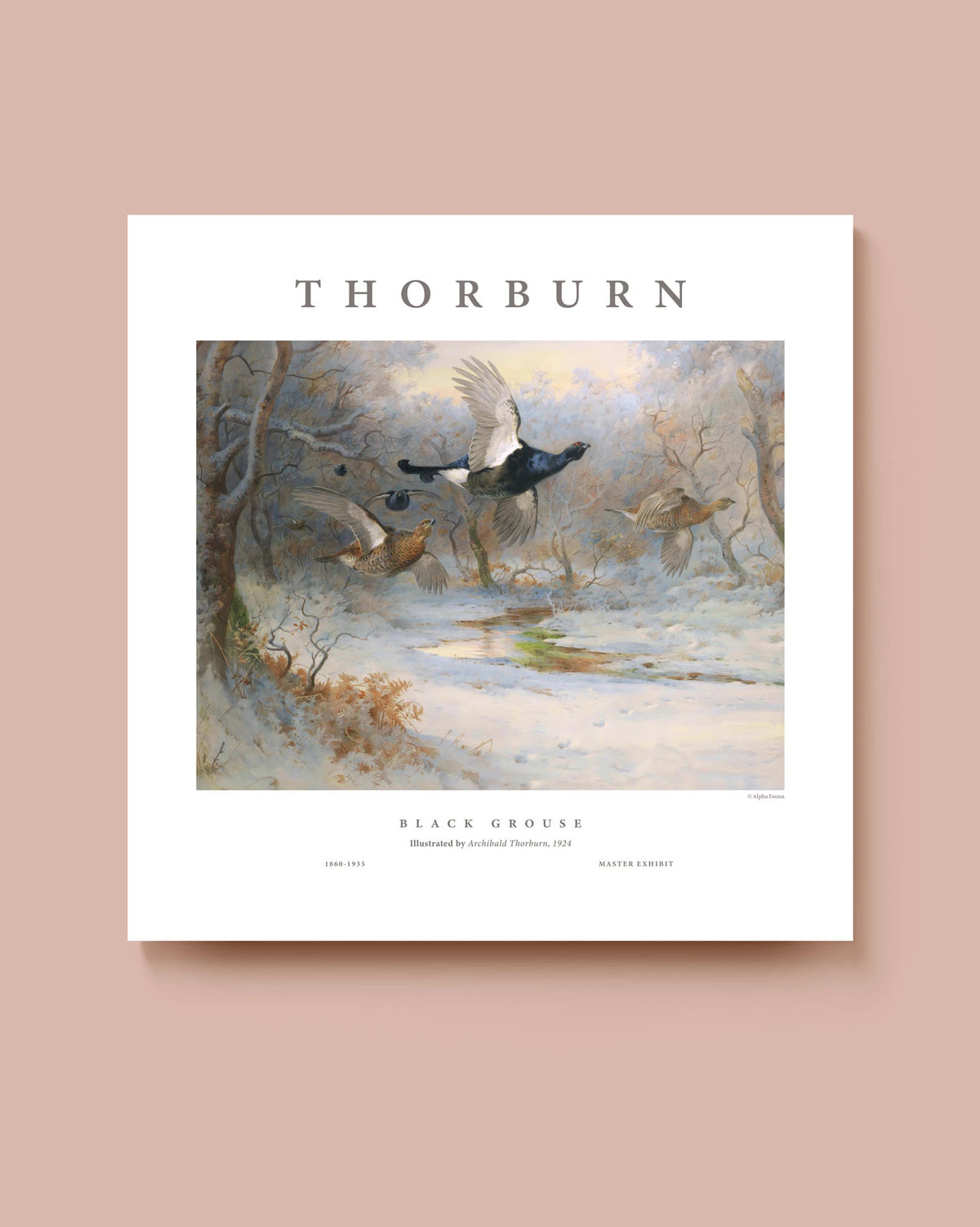 Black Grouse in Flight – Master Exhibit Edition