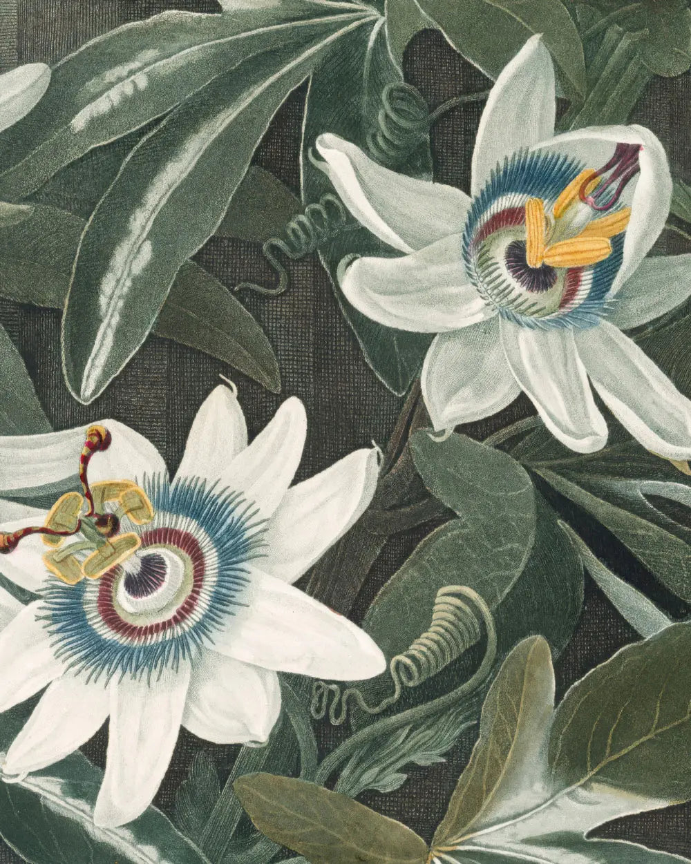 Blue Passion Flower – Master Exhibit Edition