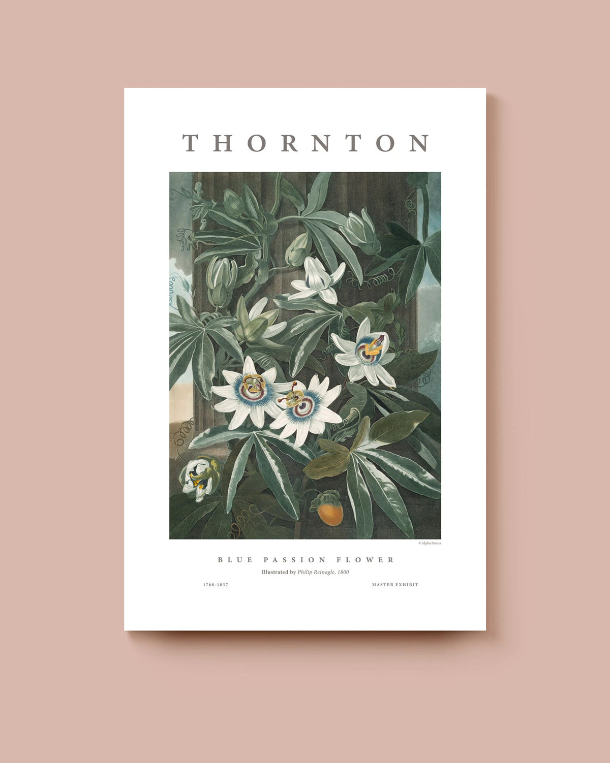 Blue Passion Flower – Master Exhibit Edition