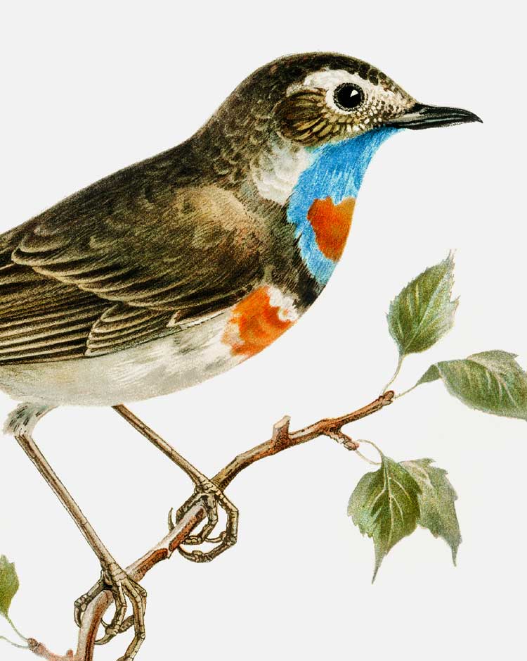 Bluethroat Art Print