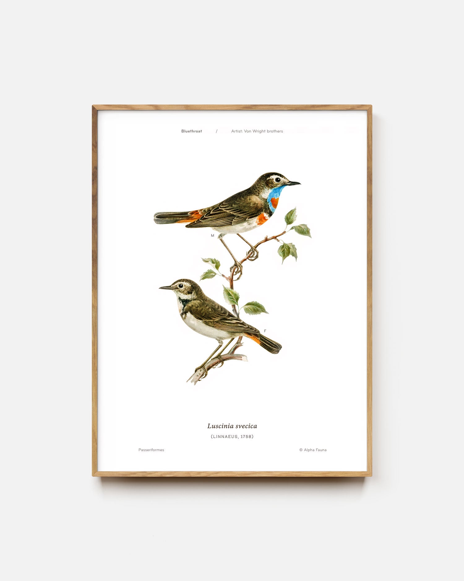 Bluethroat Art Print