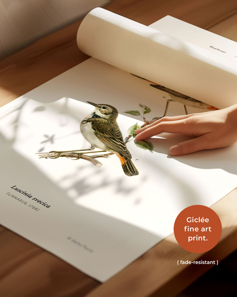Bluethroat Art Print