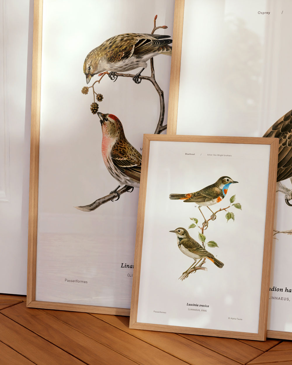Little Bird Pairs Set