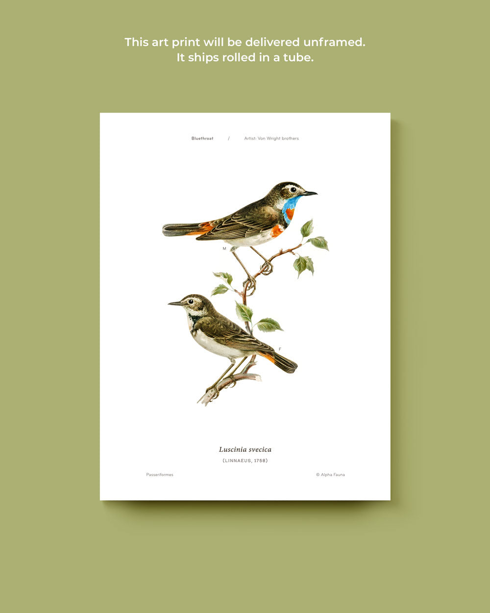 Bluethroat Art Print