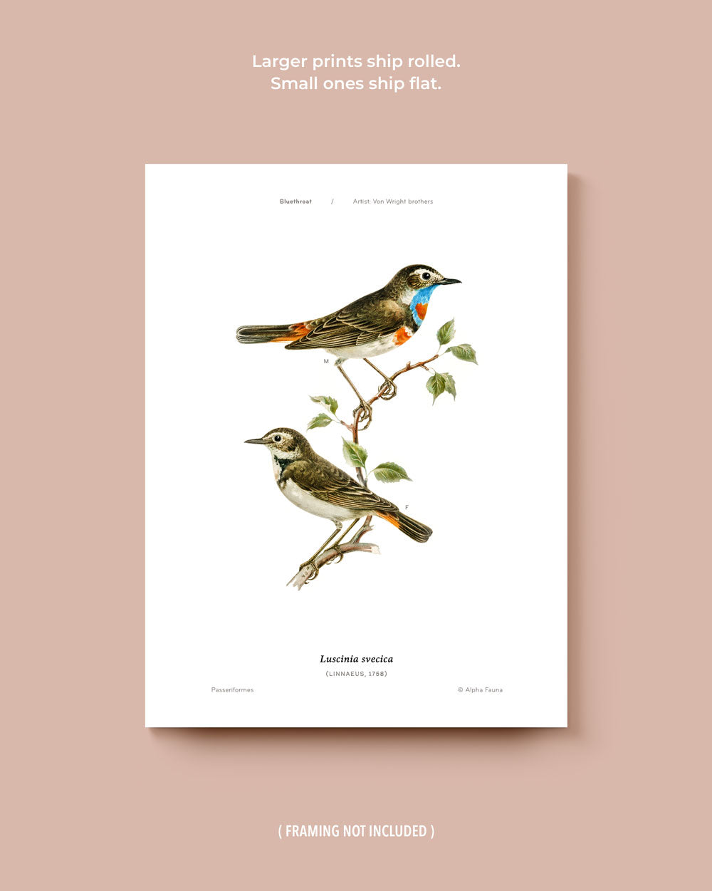 Little Bird Pairs Set