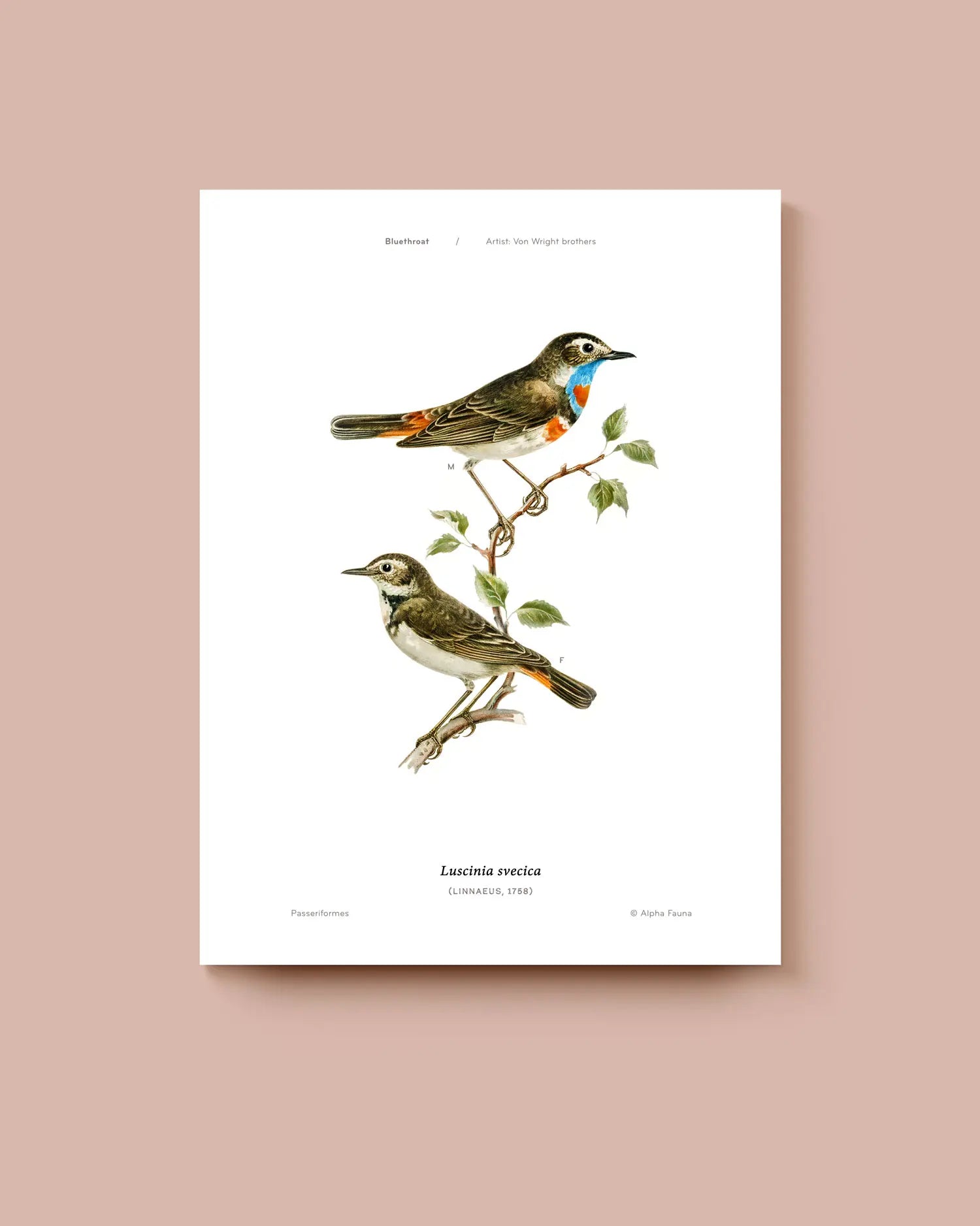 Illustration of two birds on a branch with leaves on a white background. * Unframed print