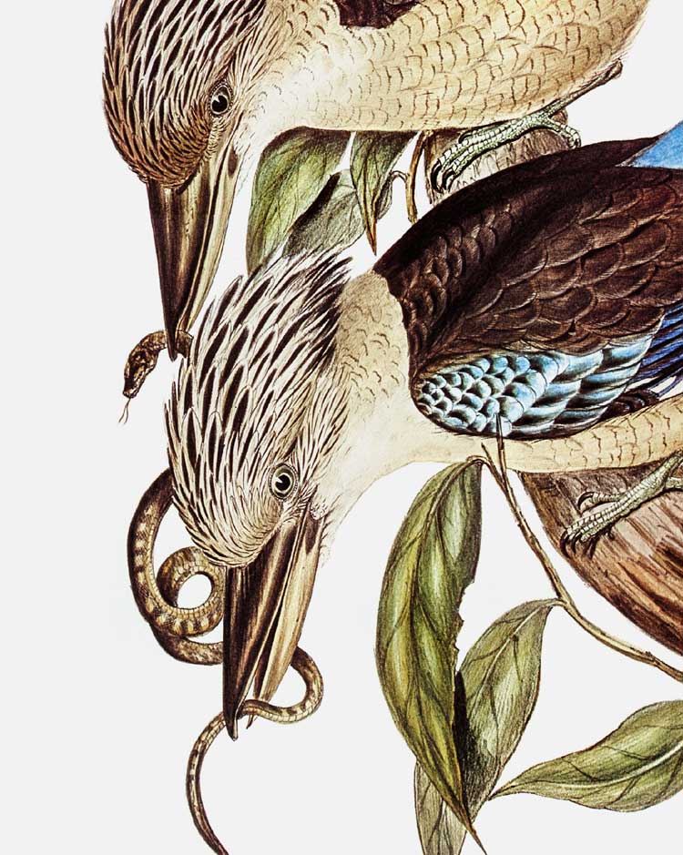 Blue-Winged Kookaburra Art Print