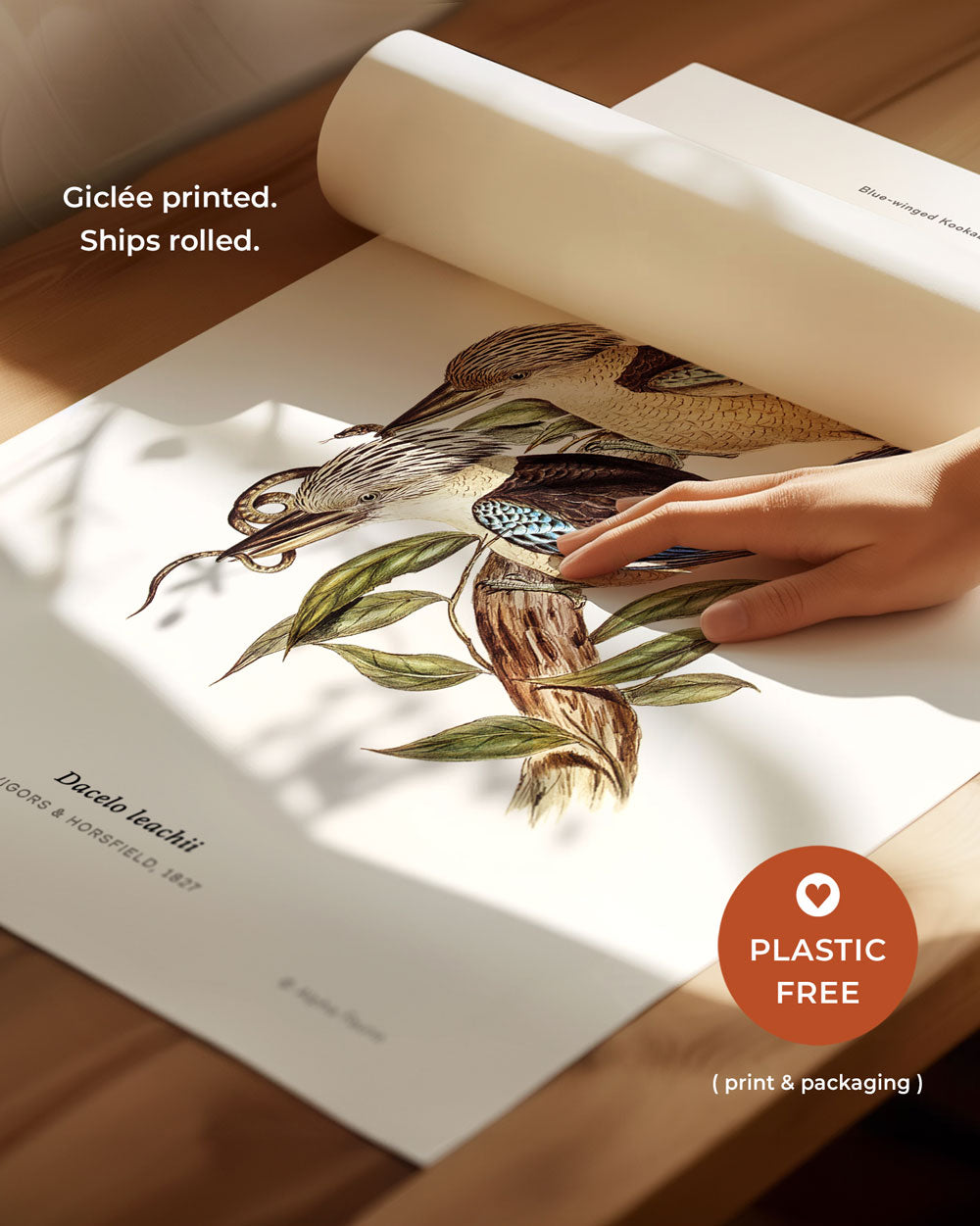 Blue-Winged Kookaburra Art Print
