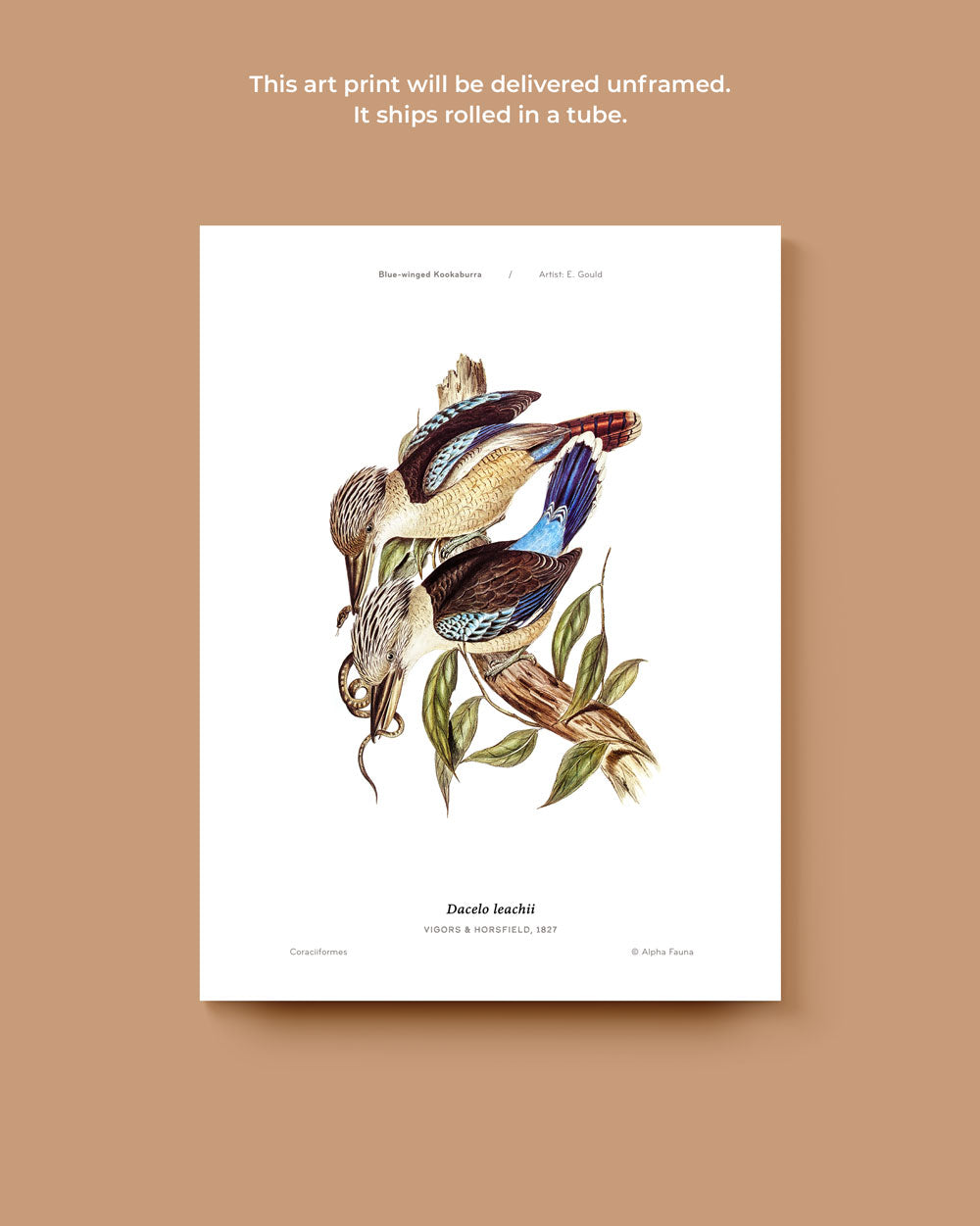 Blue-Winged Kookaburra Art Print