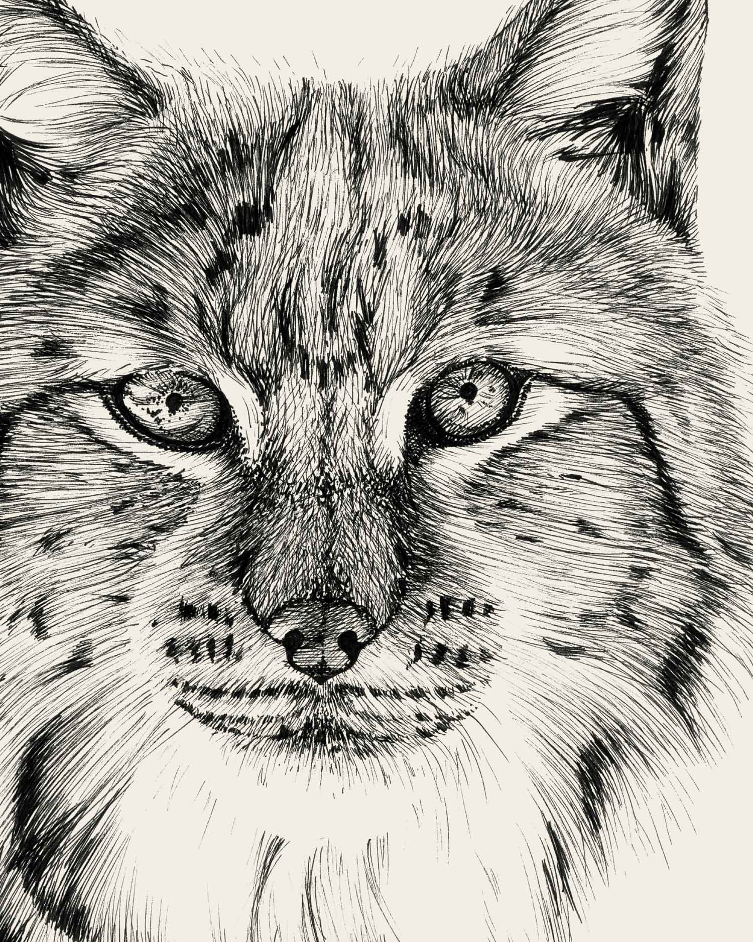 Bobcat Art Print