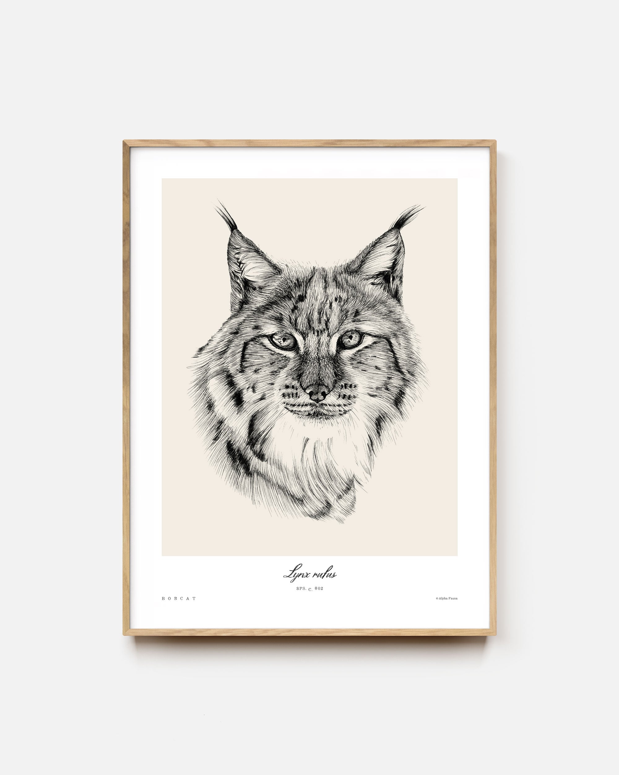 Bobcat Art Print
