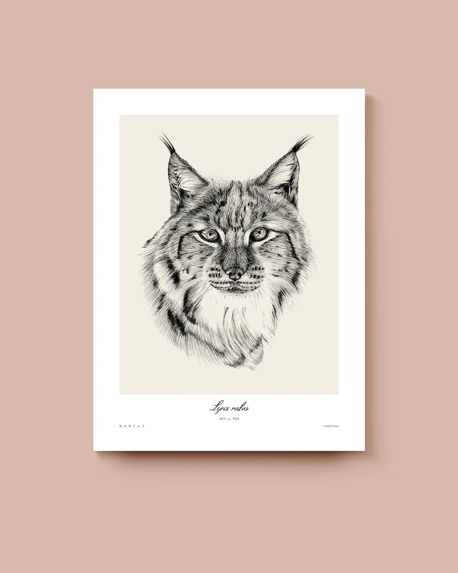 Art print of a bobcat lynx on a beige background with a white border. * Unframed print