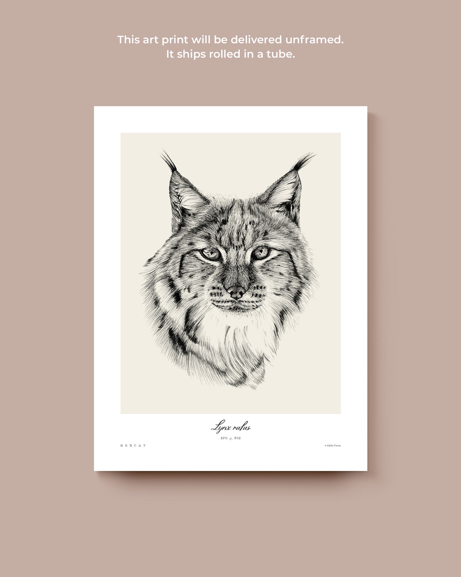 Bobcat Art Print