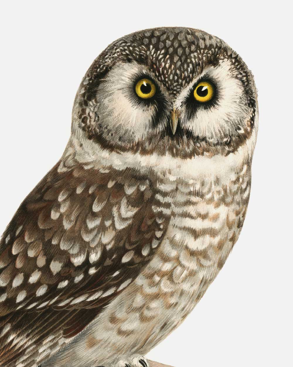 Boreal Owl Art Print