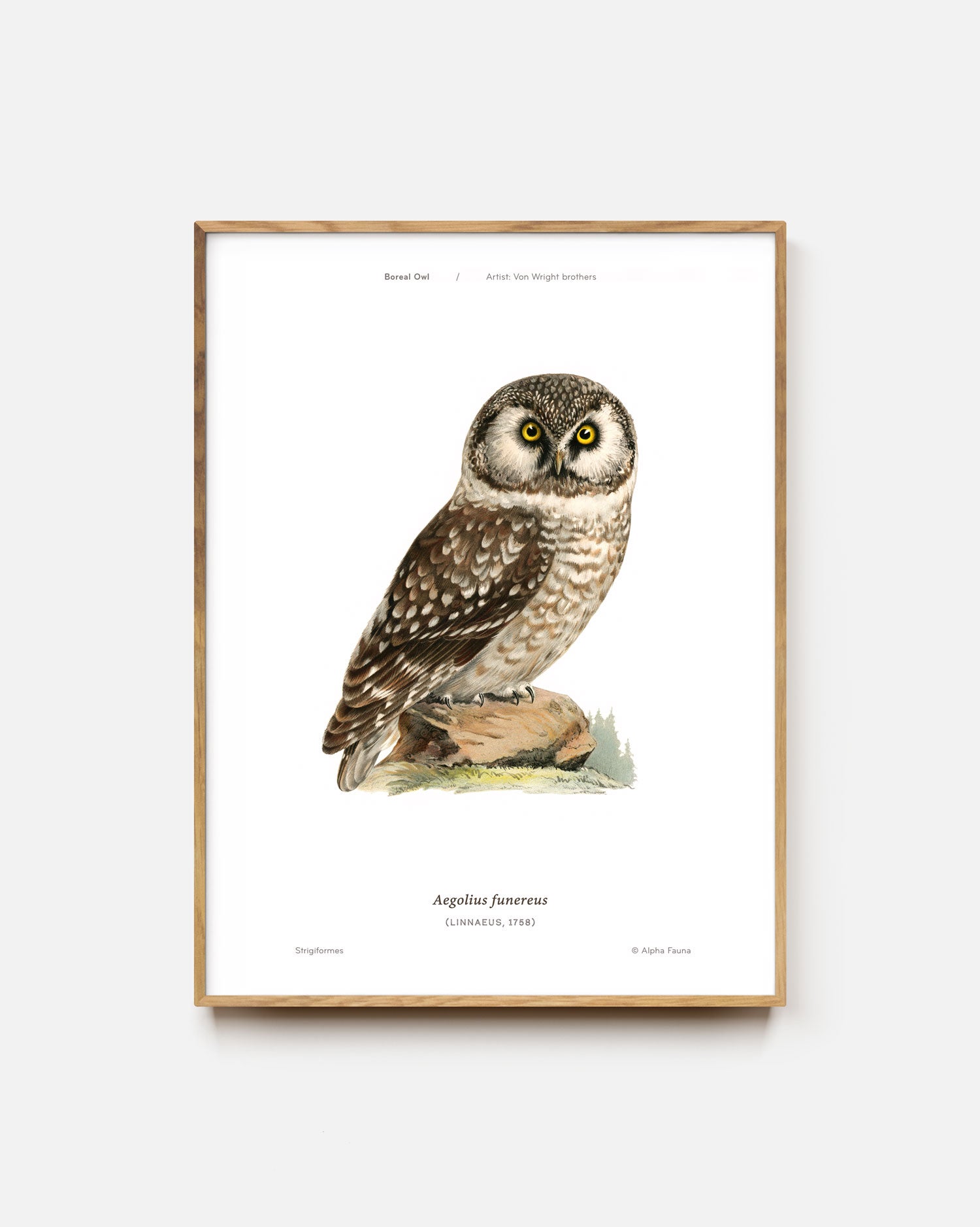 Boreal Owl Art Print