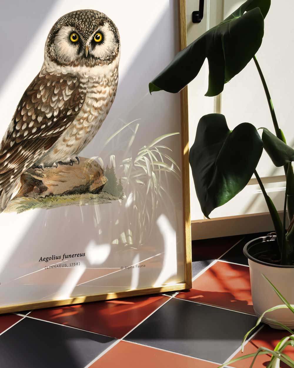 Boreal Owl Art Print