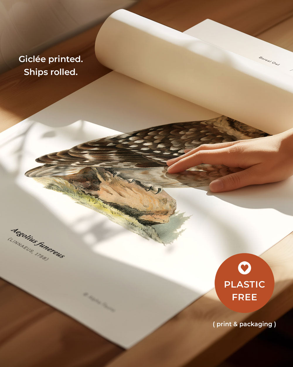 Boreal Owl Art Print