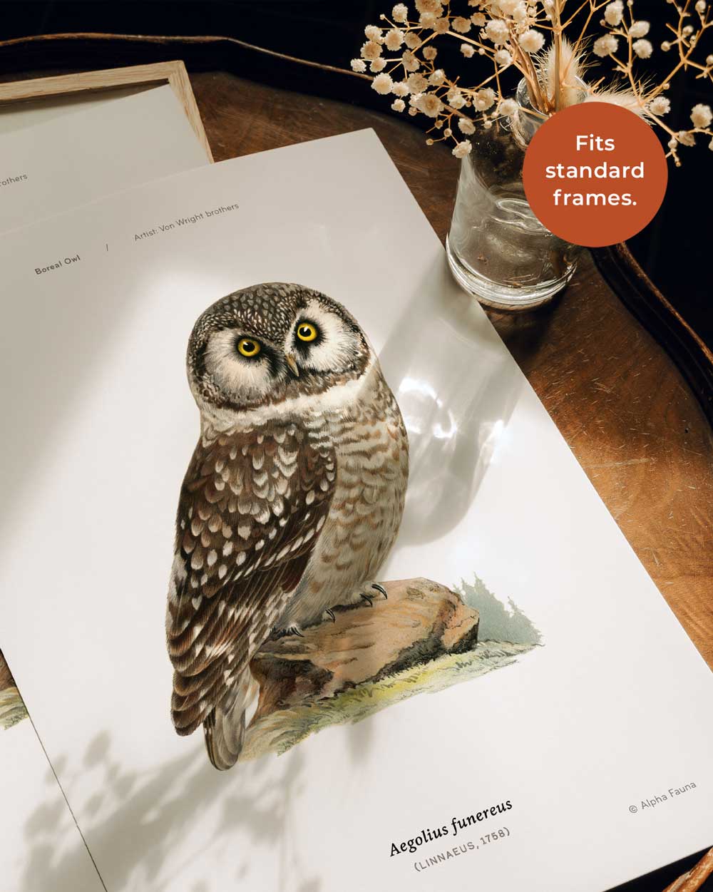 Boreal Owl Art Print