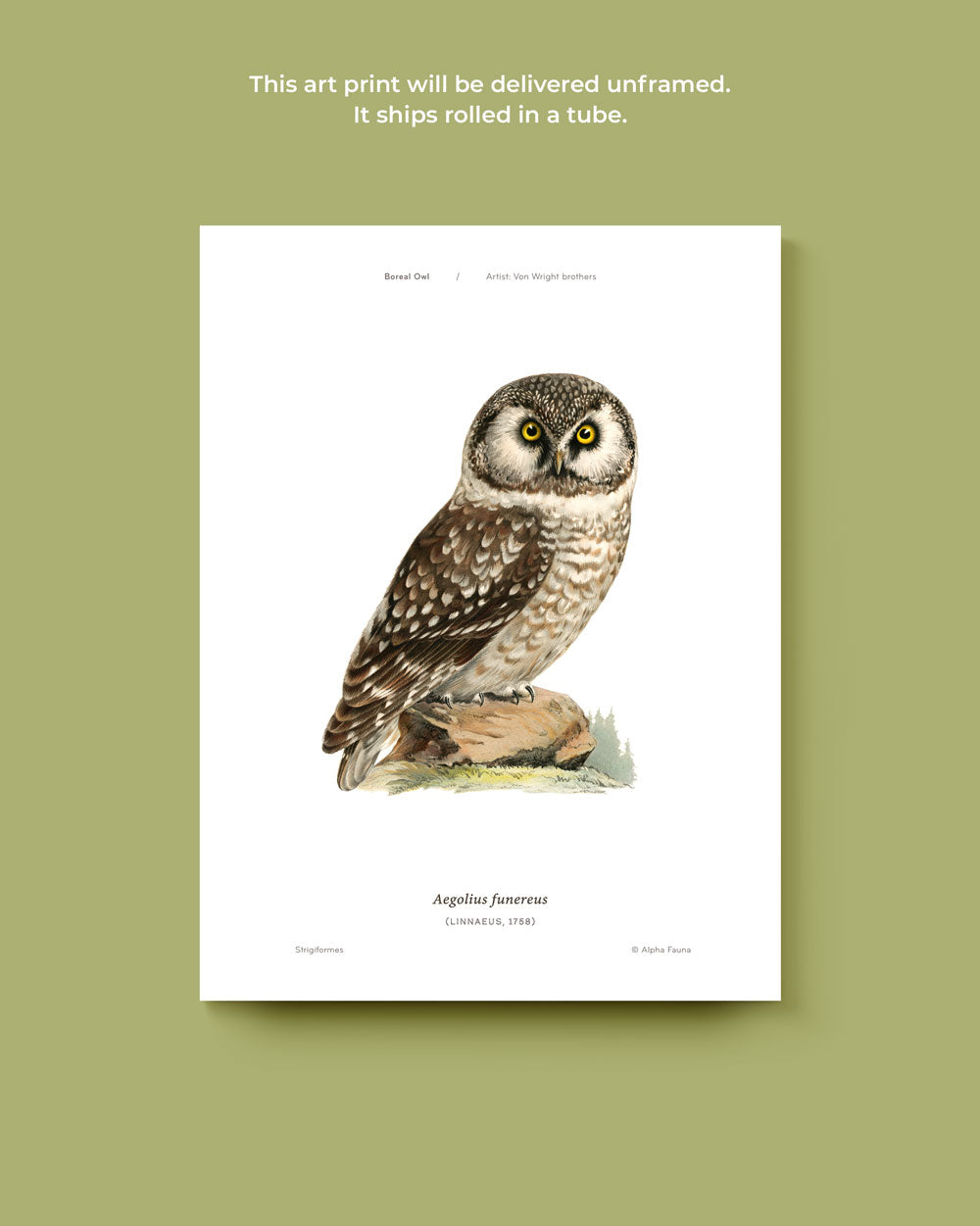 Boreal Owl Art Print