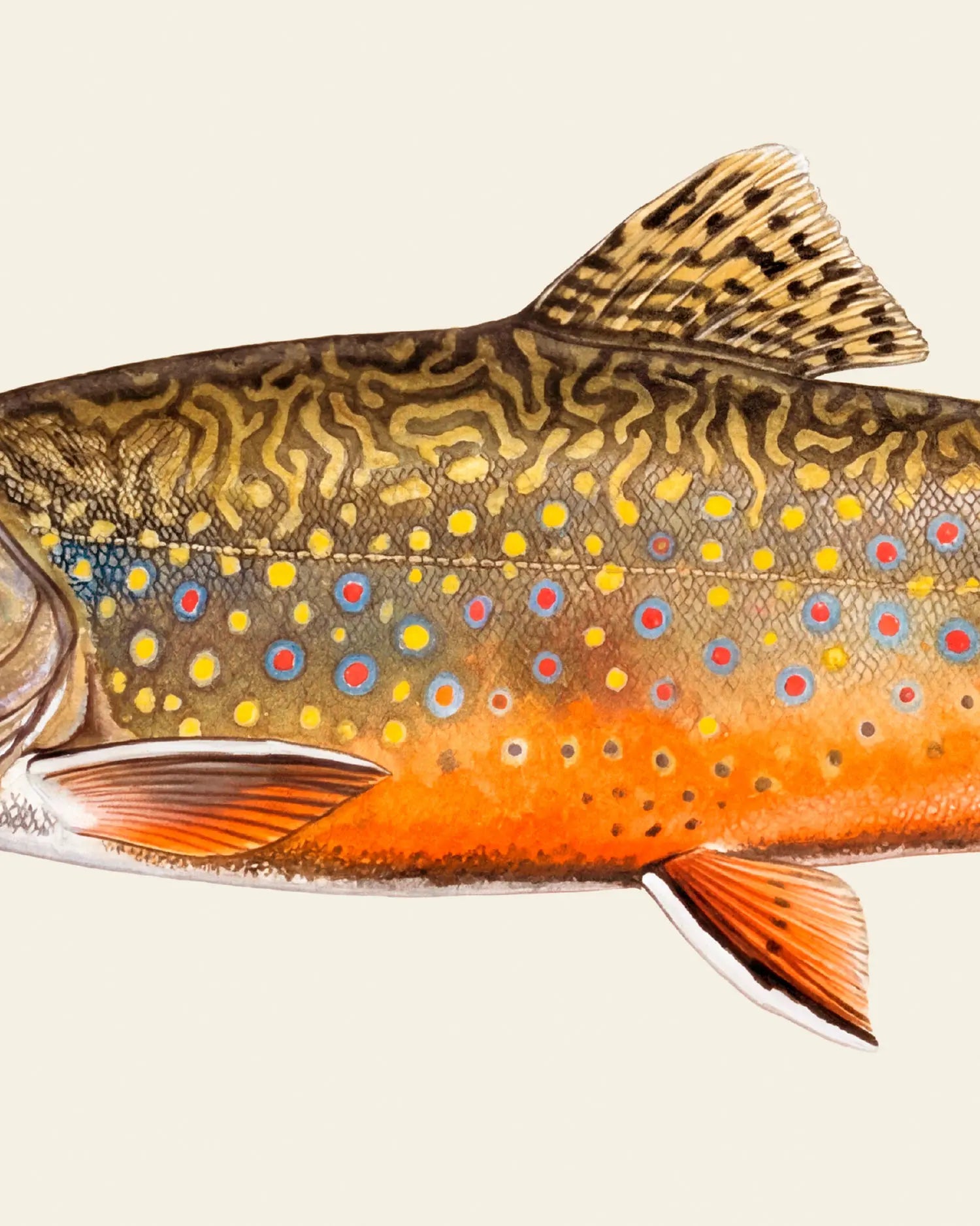 Brook Trout Art Print