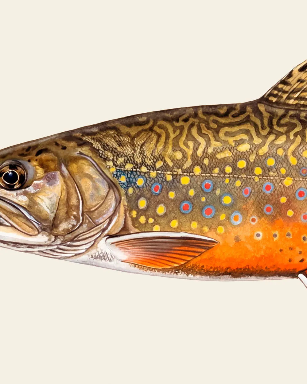 Rainbow Trout and Brook Trout – Set of 2