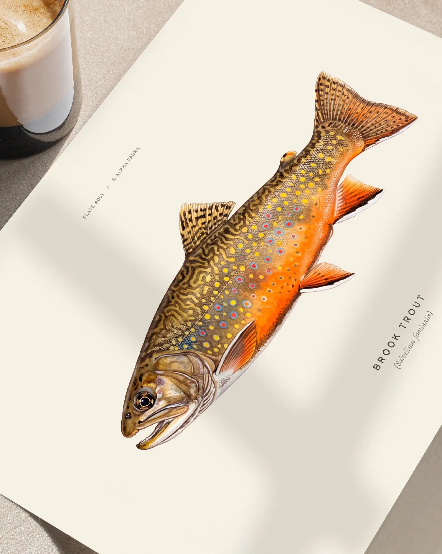 Brook Trout Art Print