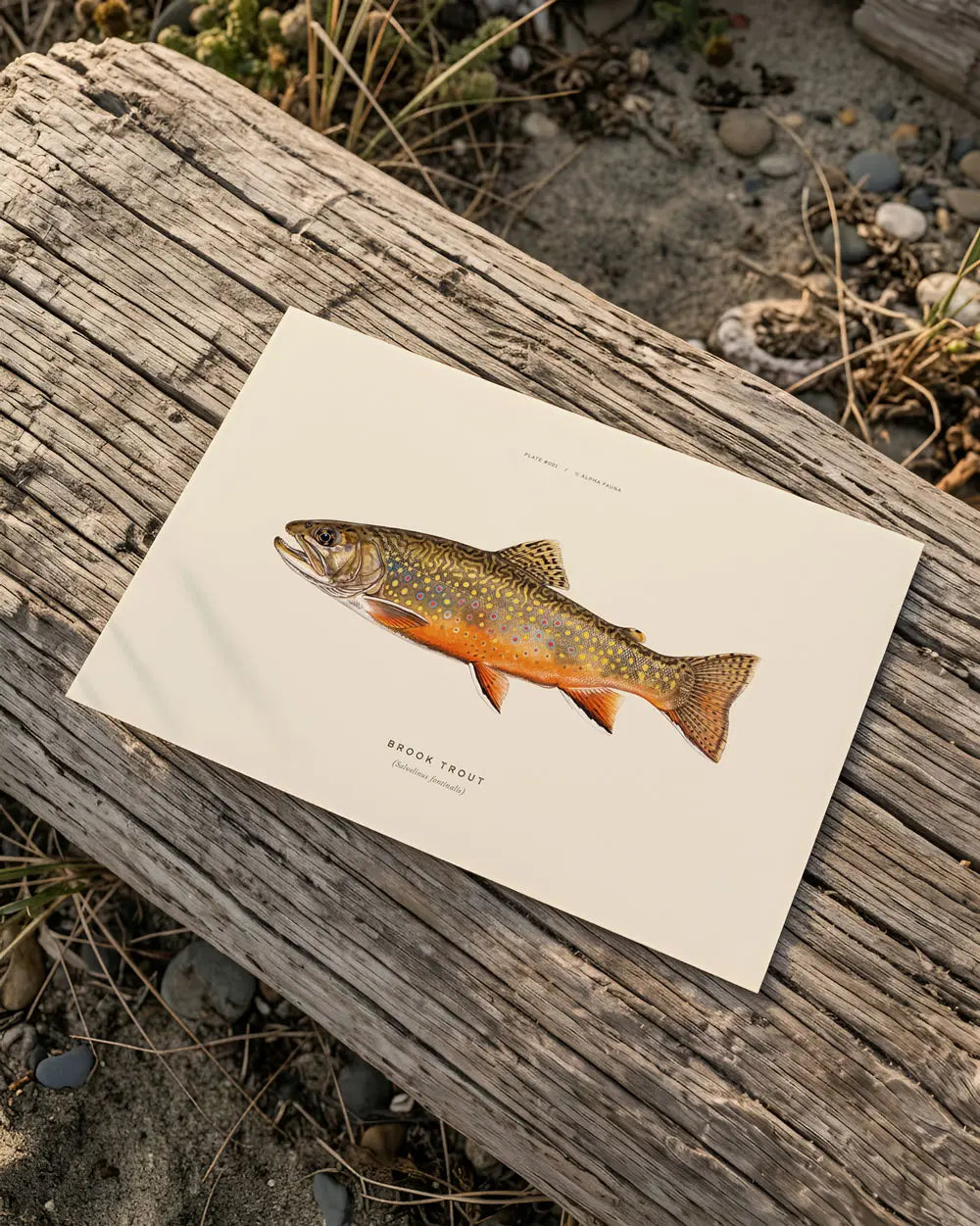 Brook Trout Art Print