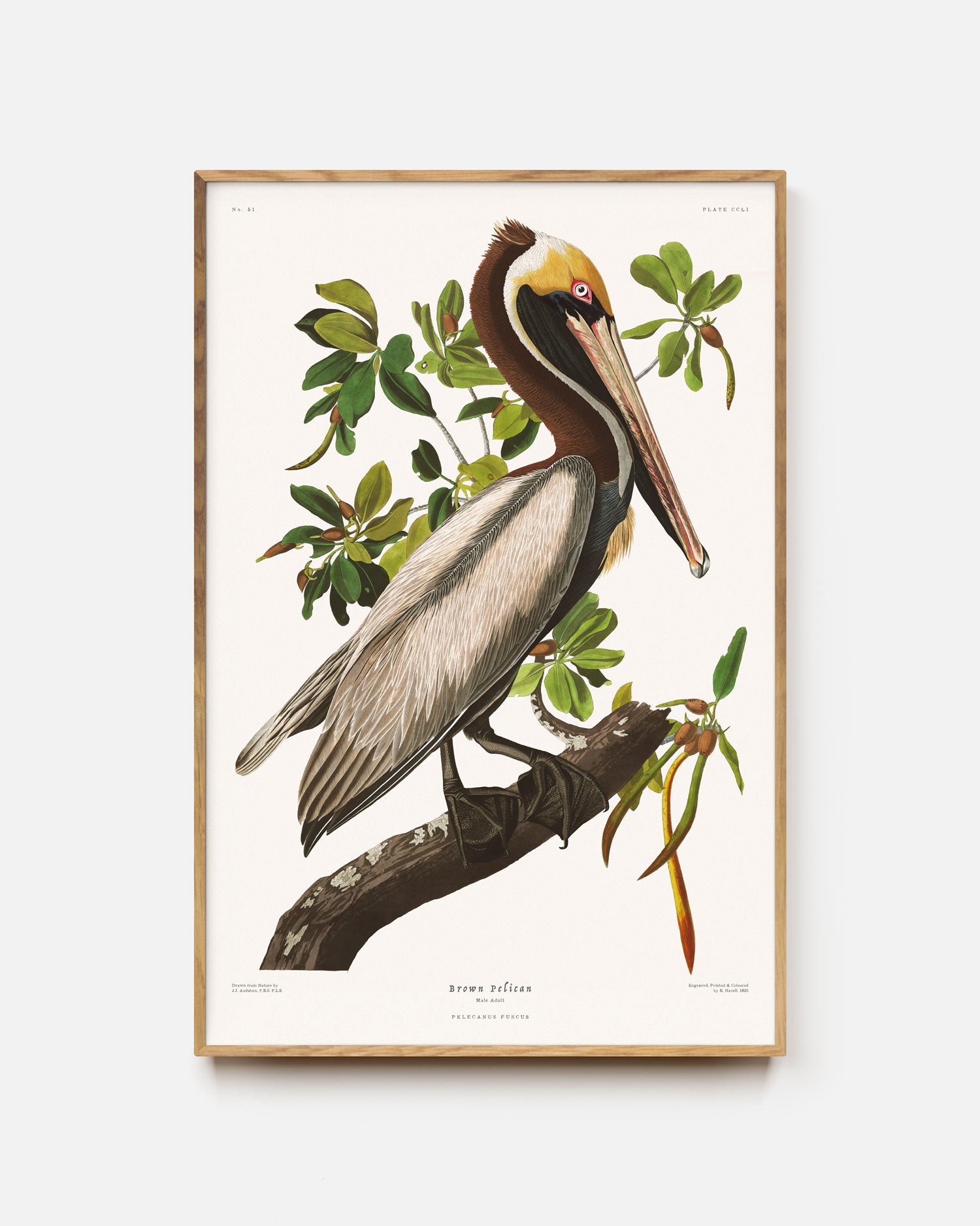 Brown Pelican Art Print