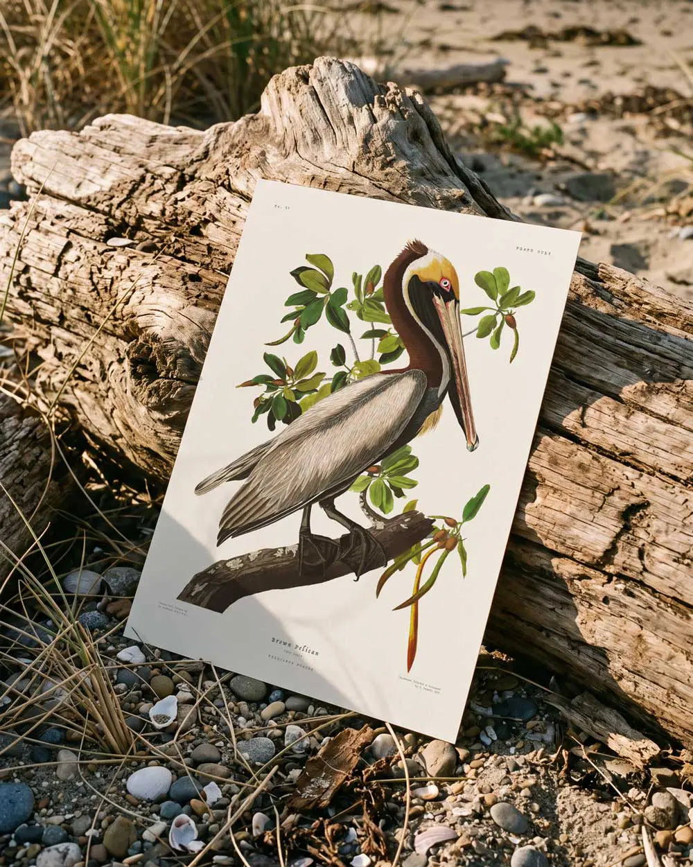 Brown Pelican Art Print