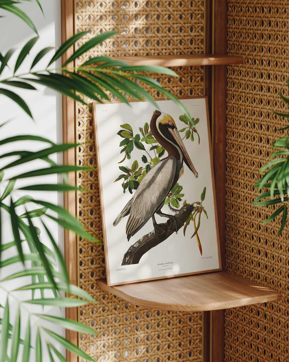 Brown Pelican Art Print