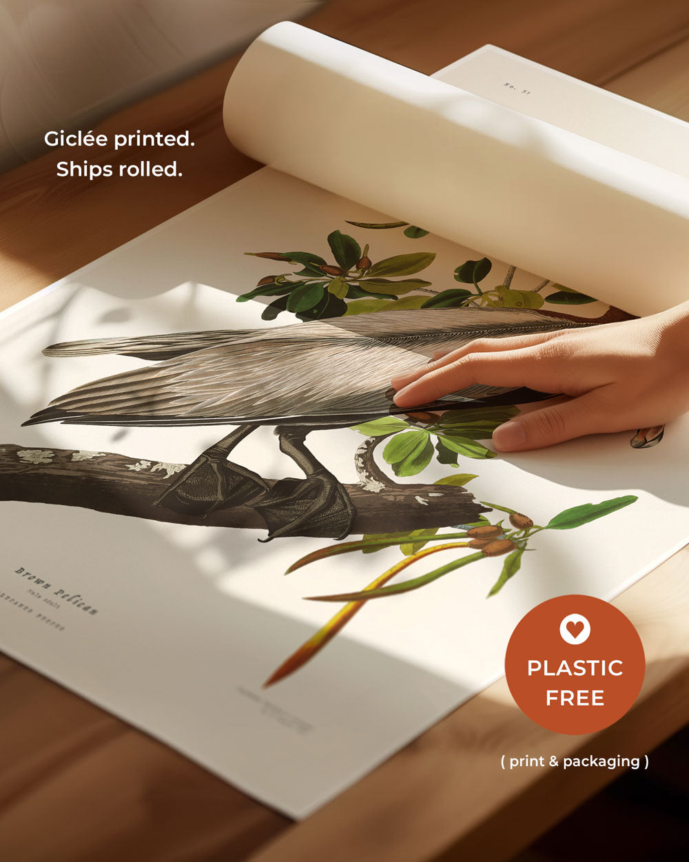 Brown Pelican Art Print