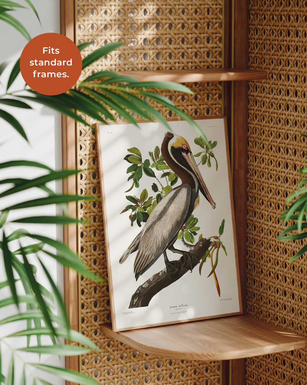 Brown Pelican Art Print