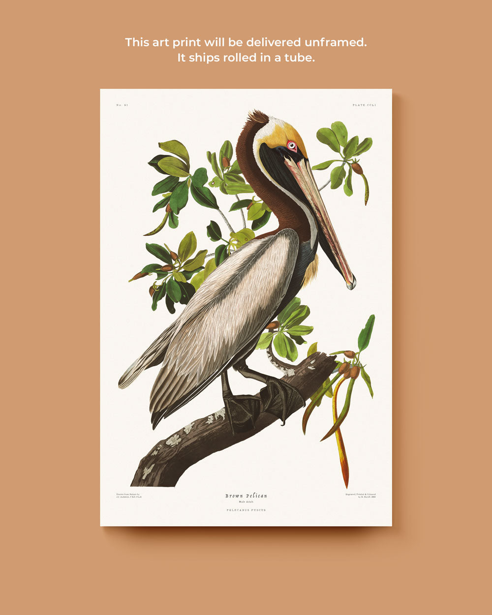 Brown Pelican Art Print