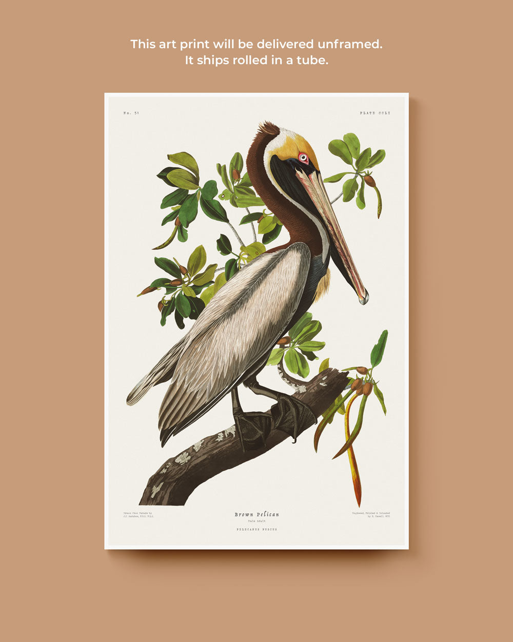 Brown Pelican Art Print