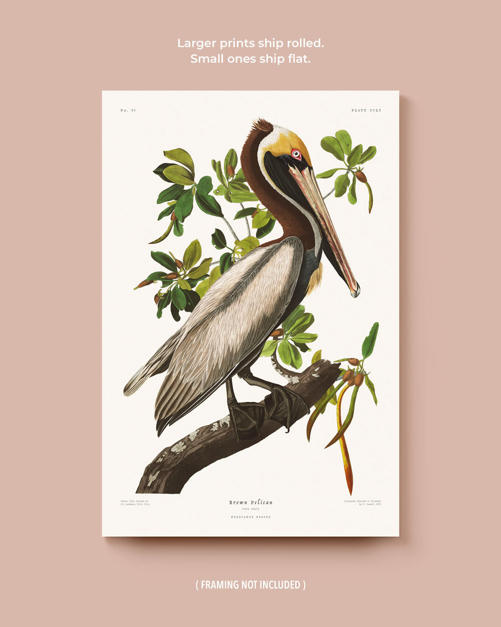 Heron & Pelican Set
