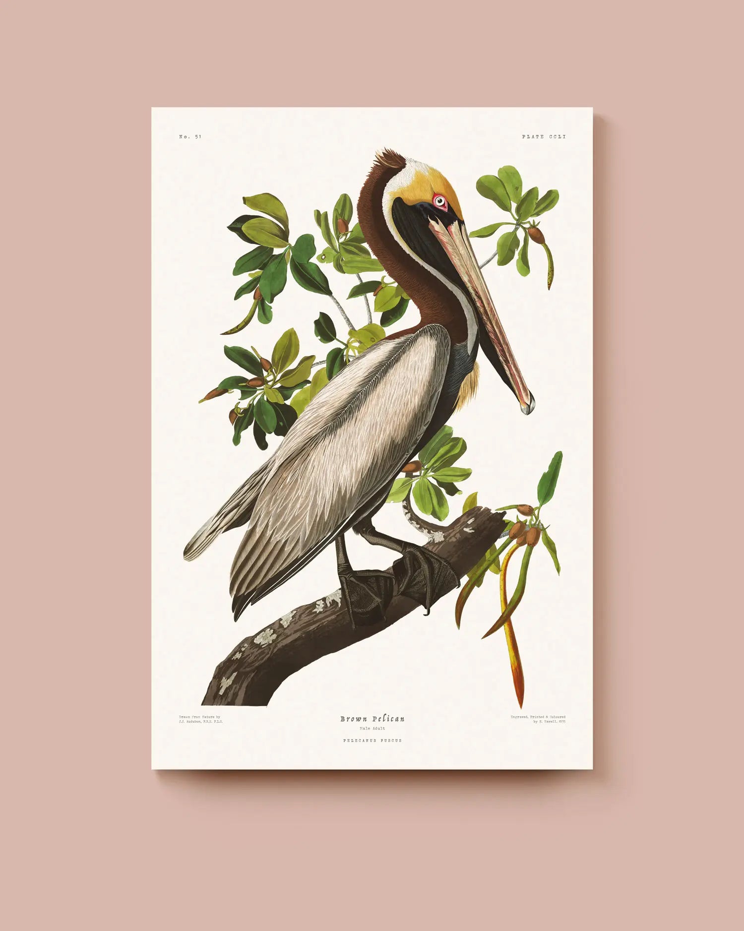 Illustration of a pelican on a branch with leaves against a beige background. * Unframed prints