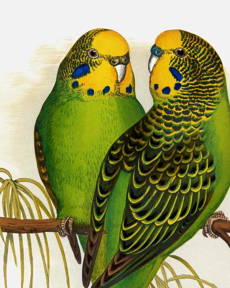 Budgerigar Art Print