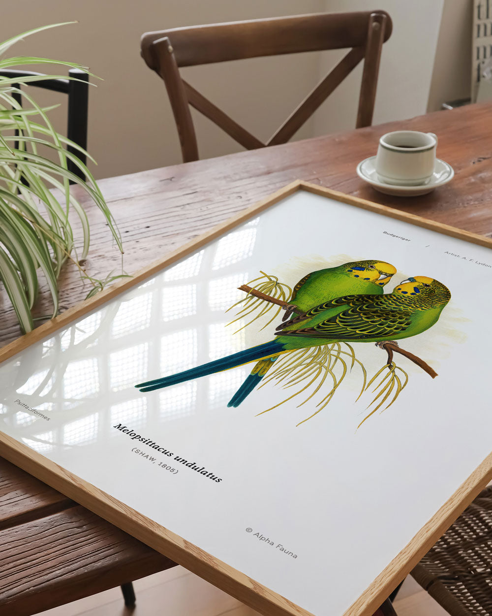 Budgerigar Art Print