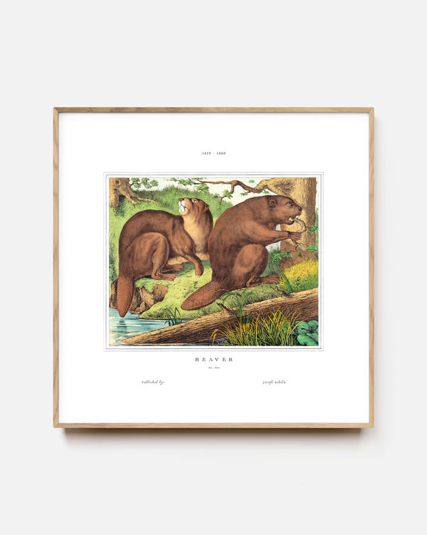 Busy Beavers Art Print