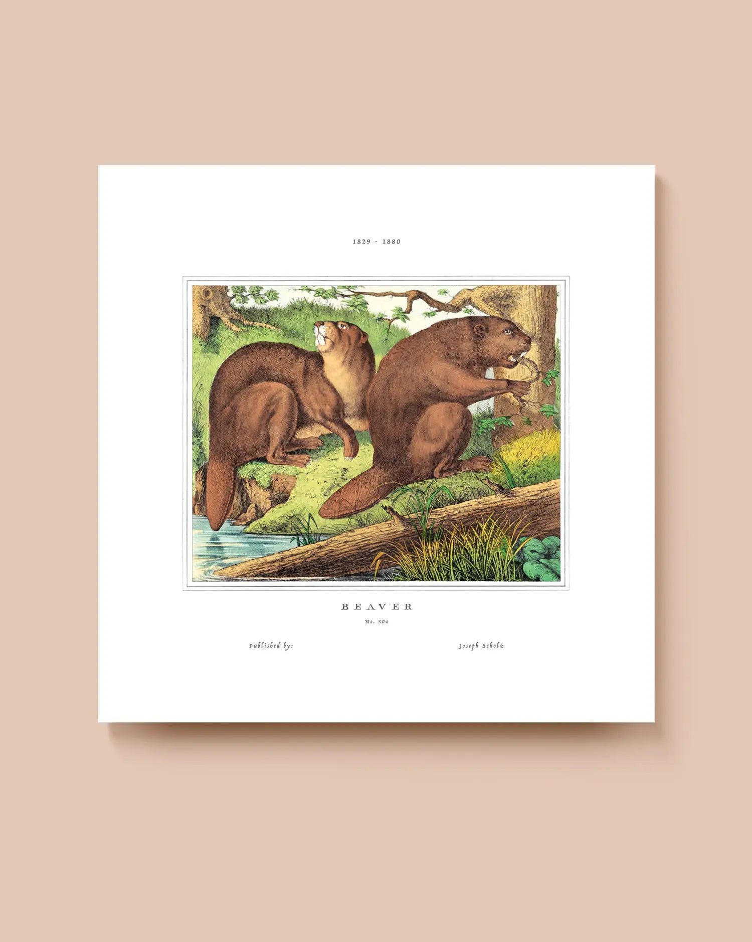 Art print of a vintage illustration of two beavers on a log with a natural landscape background. * Unframed print